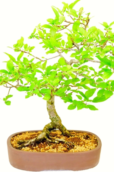 Flowering specimen crab apple with amazing root flare - Sublime specimen bonsai for sale