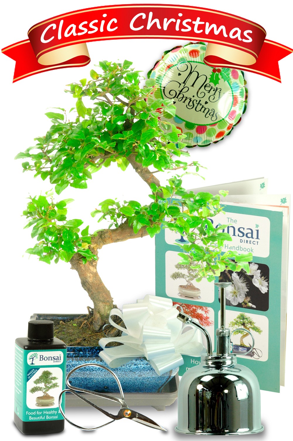 Bonsai Christmas Tree Chinese Sweet Plum Bonsai Gift