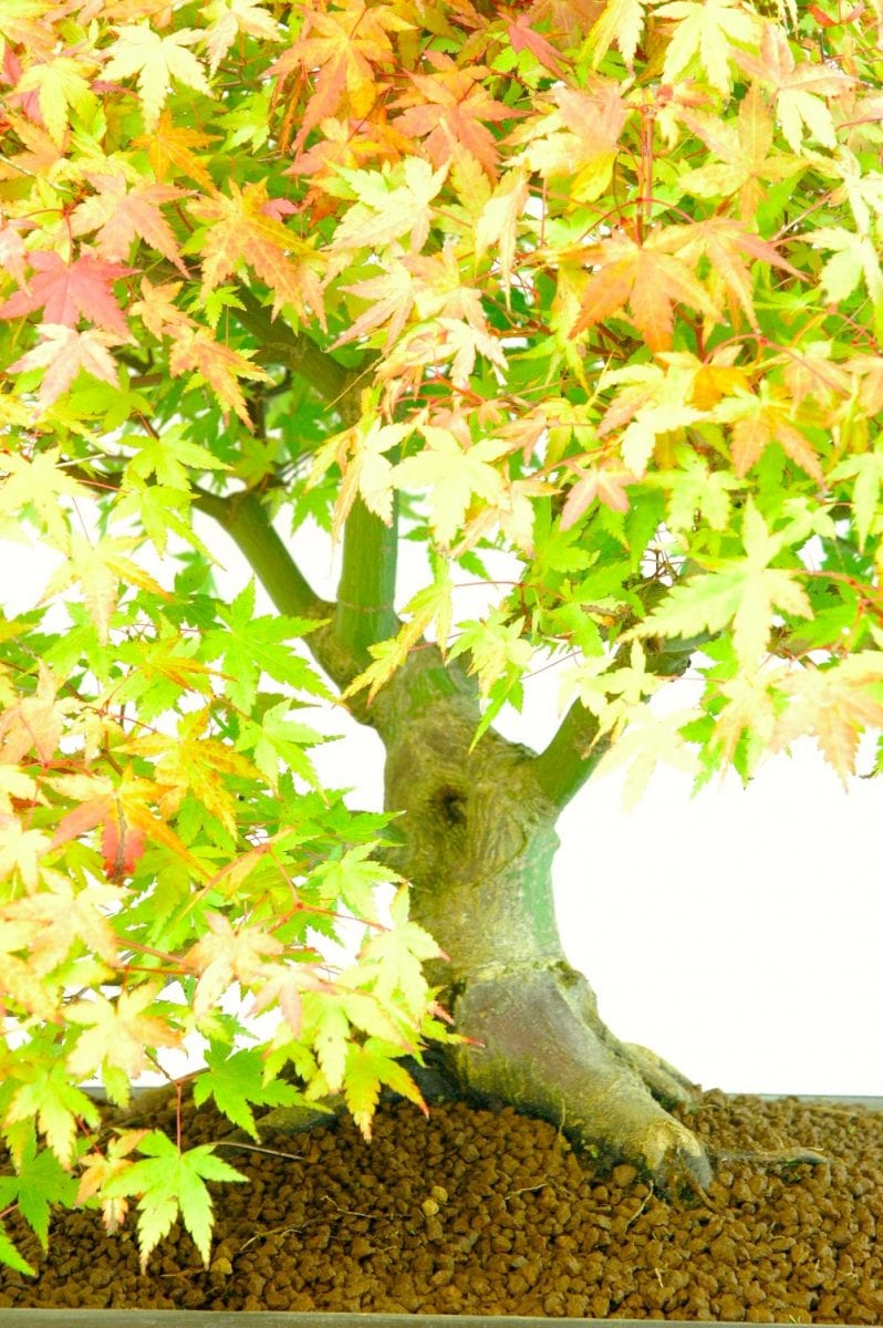 Hollowed mature bonsai trunk gives more character.