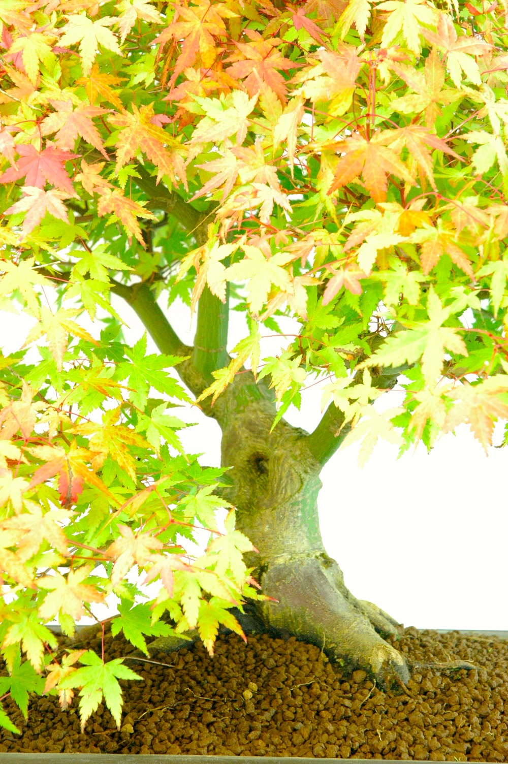 Hollowed trunk gives more character.