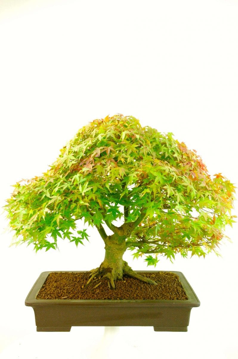 Outstanding Specimen Japanese Maple Bonsai (Acer palmatum)