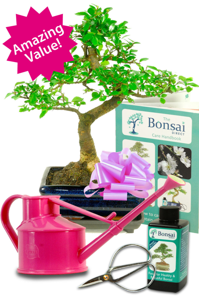 Outstanding Twisty Chinese Elm Bonsai Tree Kit with accessories
