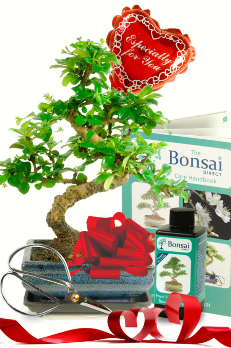 Outstanding Valentines Day Indoor Twisty Bonsai Kit