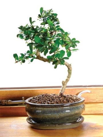 Positioning bonsai trees
