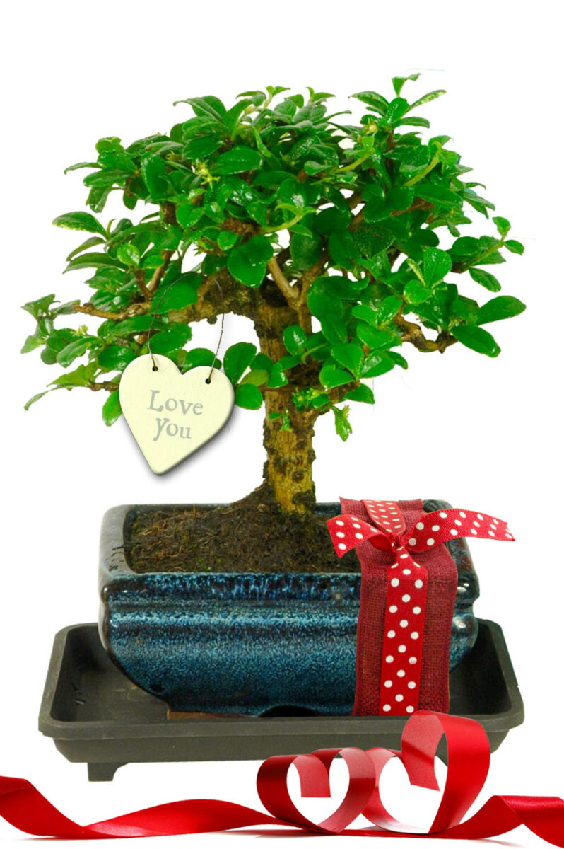 Pretty Flowering Valentine's Baby Bonsai Gift