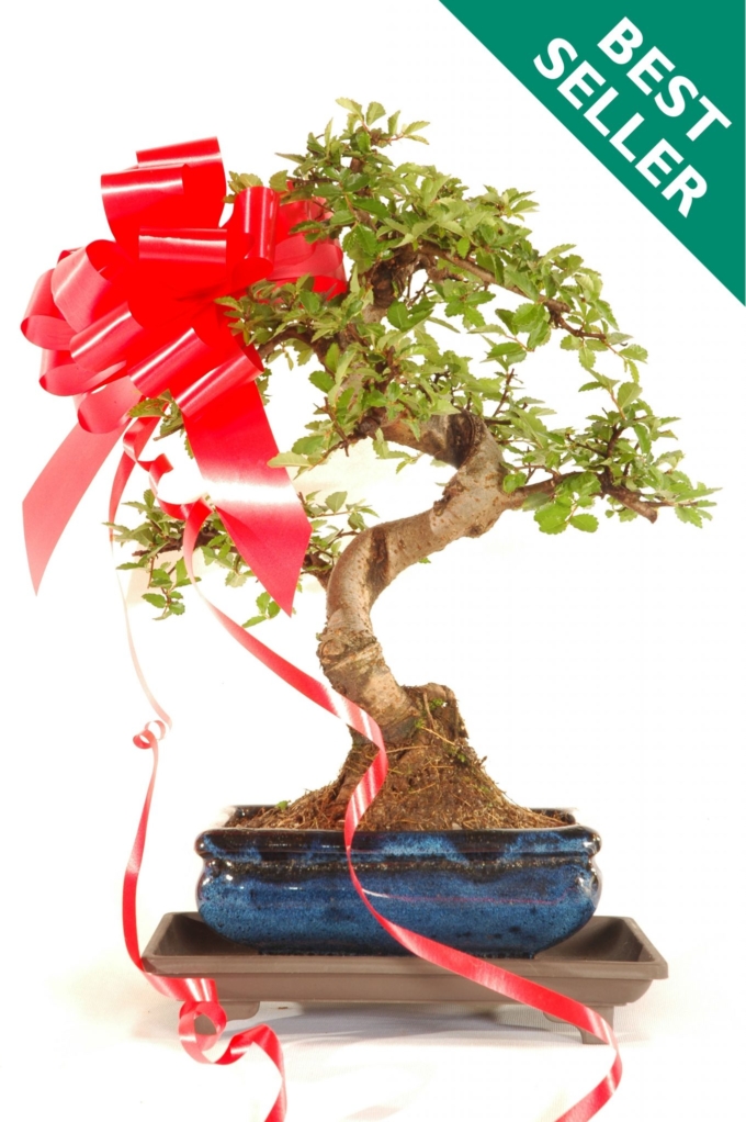 Bonsai Gift Trees for Christmas Presents with free delivery