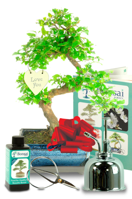 Outstanding Sweet Plum Romantic bonsai tree gift
