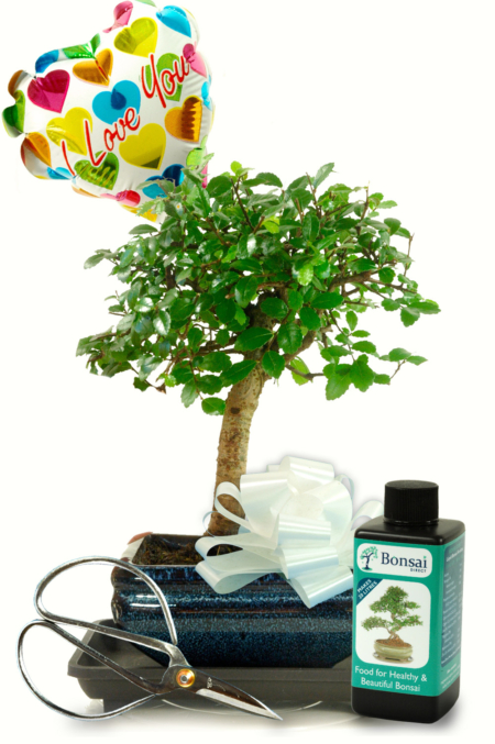 Romantic Beginners Bonsai Kit