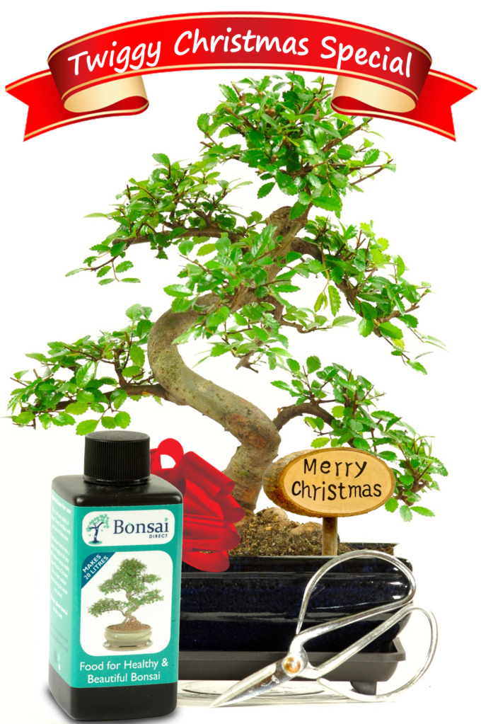 Bonsai Gift Trees for Christmas Presents with free delivery