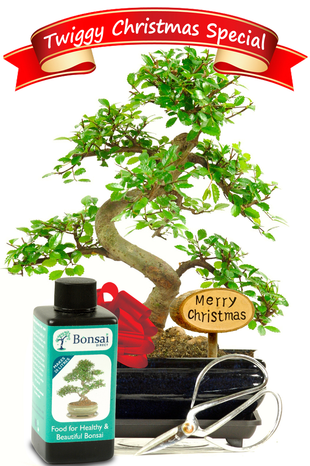 Special Offer Christmas Bonsai Kit