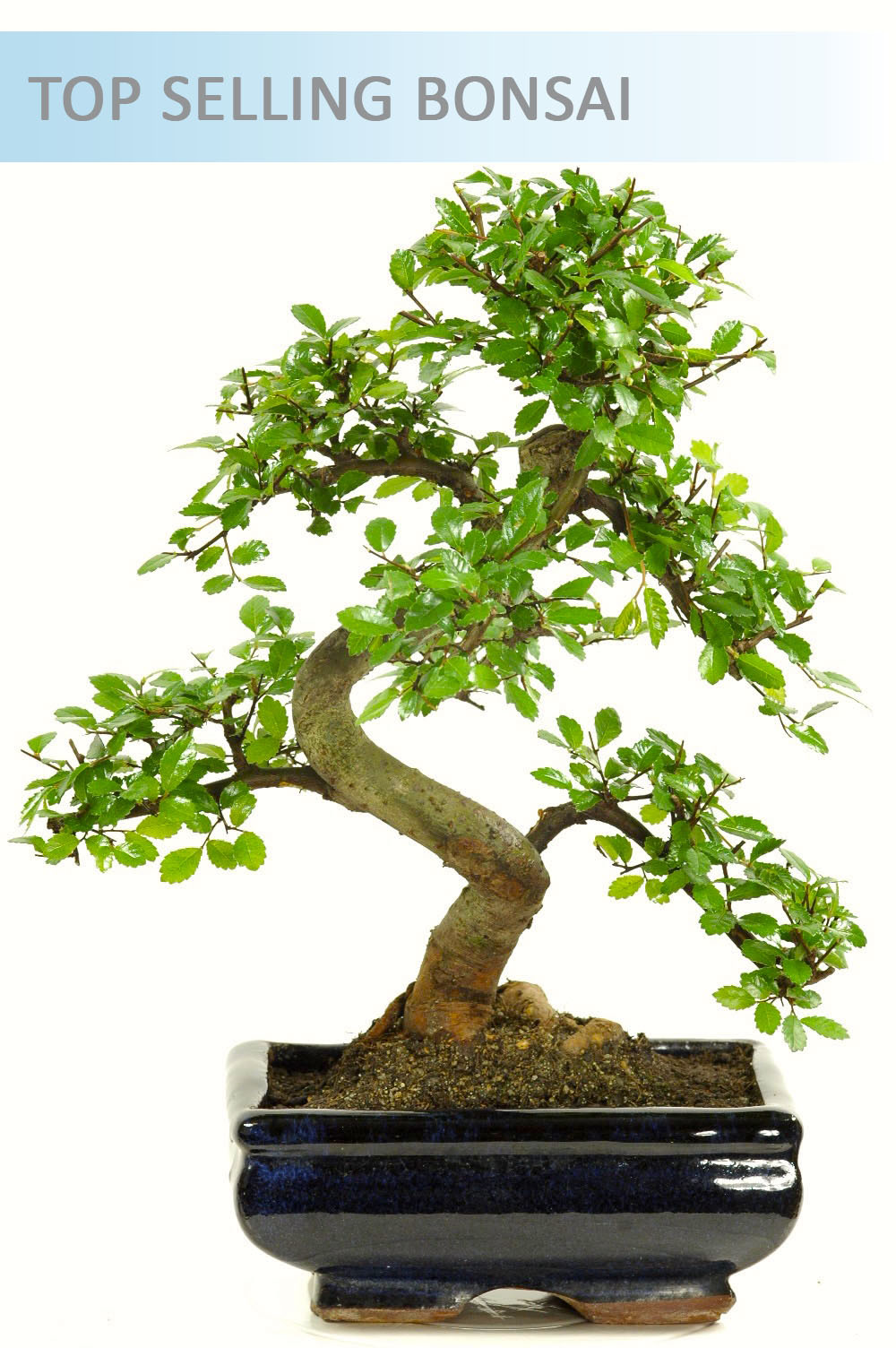 Chinese Elm Beginners Indoor Bonsai Bargain With Free Delivery Available