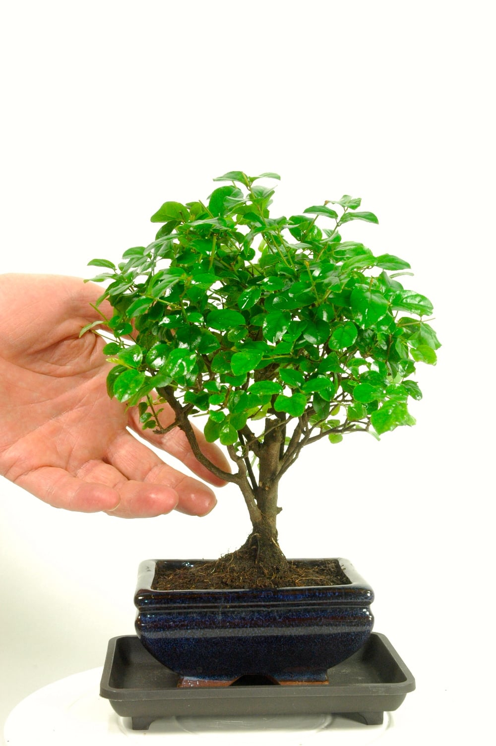 Sweet Plum Plant Care Chinese Sweet Plum (Sageretia Theezans) Pre-Bonsai  Tree - 4" Pot, 9" Tall Indoor/Outdoor For Beginners