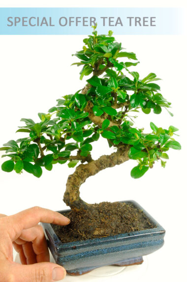 Fukien Tea Tree Bonsai | Flowering Indoor Bonsai - White Blooms