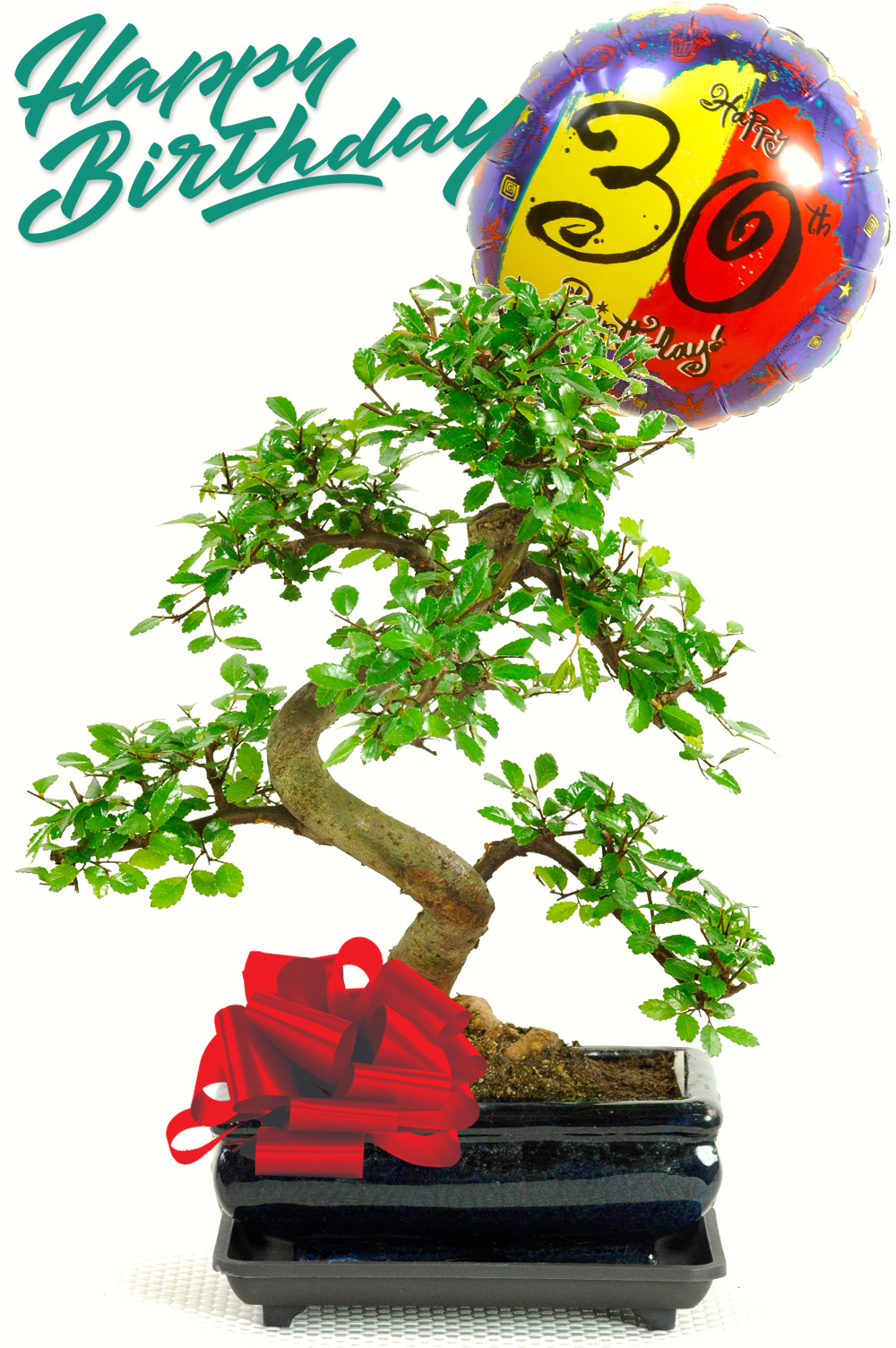 Chinese Elm Indoor Bonsai with Happy Birthday balloon. For sale in the UK.