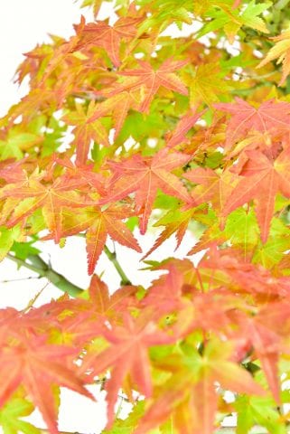 Specimen Formal Upright Japanese Maple Bonsai (Acer palmatum)