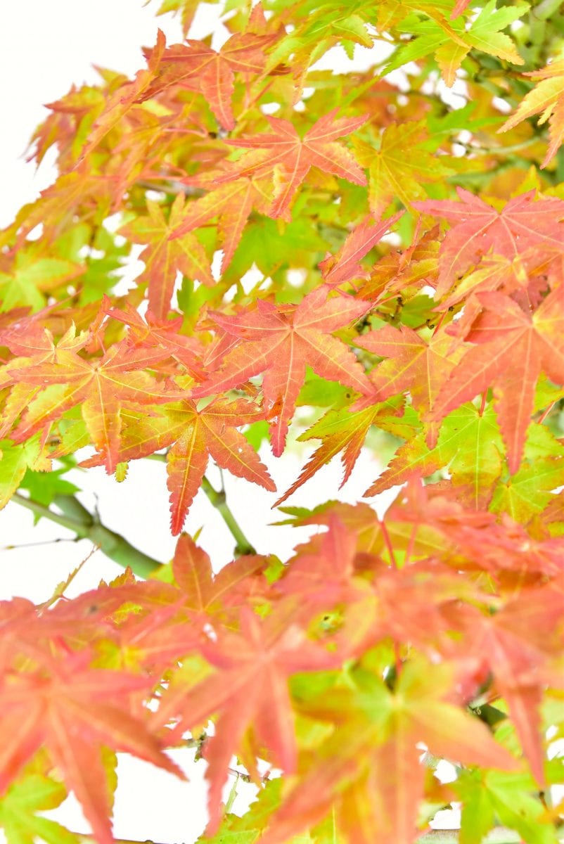 Specimen Formal Upright Japanese Maple Bonsai (Acer palmatum)