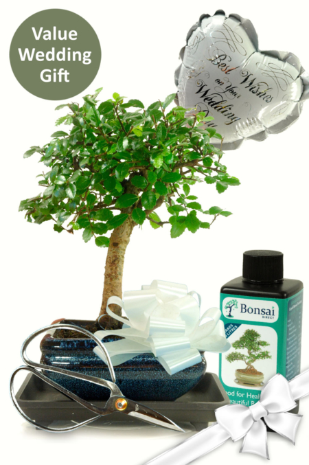 Stunning Baby Bonsai Wedding Gift Set