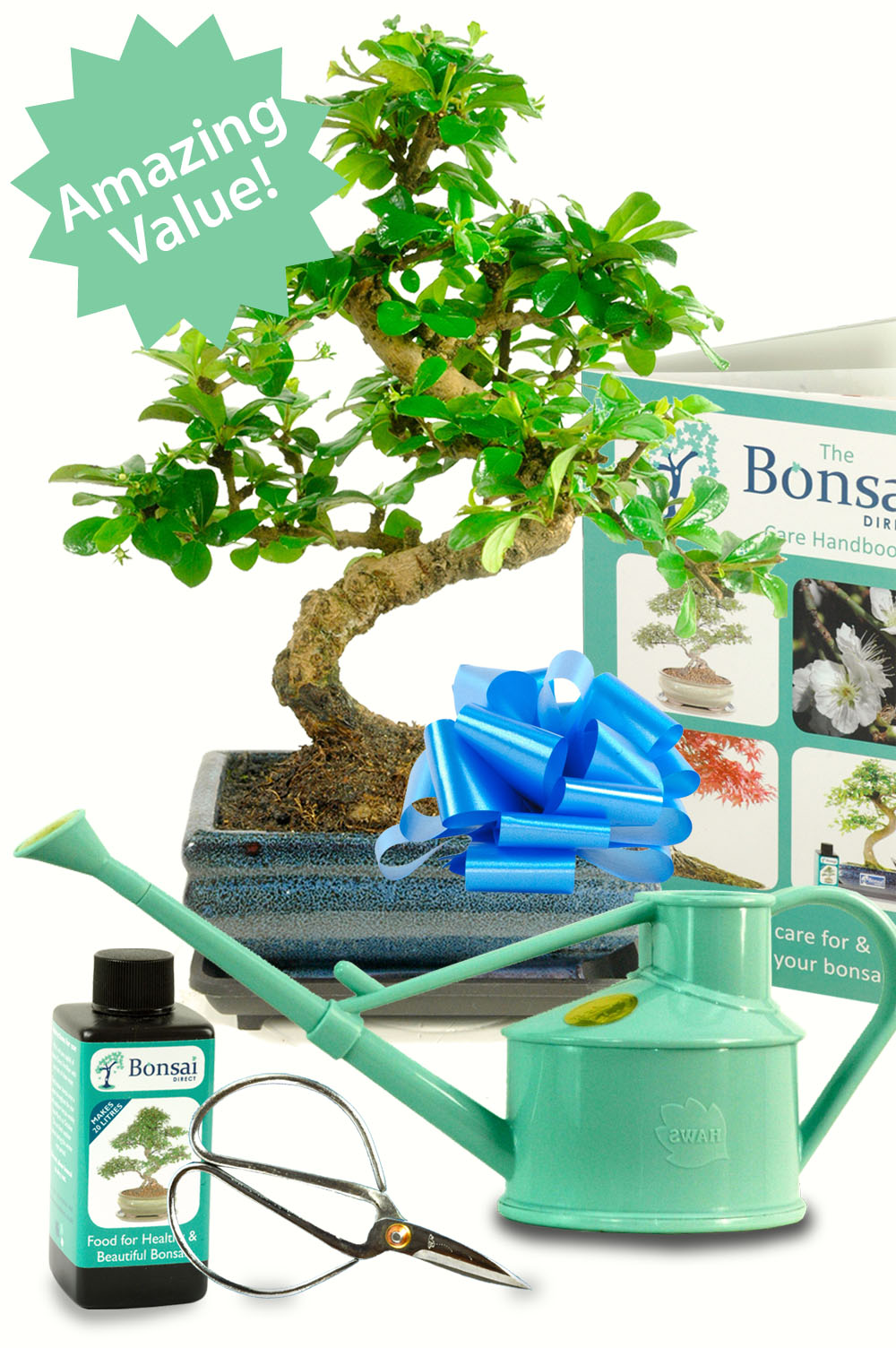 Ultimate Beginners Kit! Twisty Flowering Tea Tree Bonsai Kit