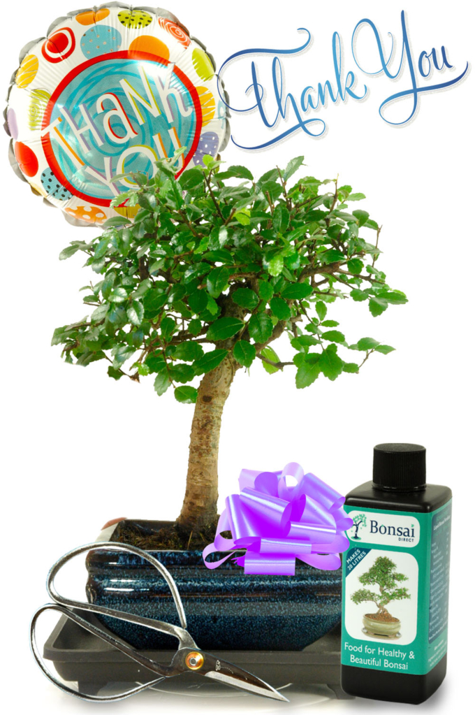 Thank You Plant Gift Baby Chinese Elm Bonsai Gift