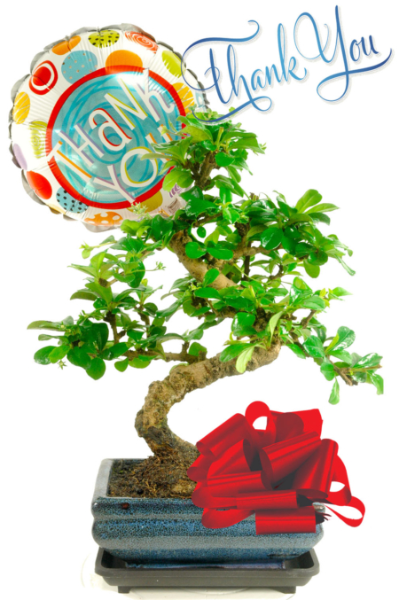 Thank You Flowering Bonsai Gift