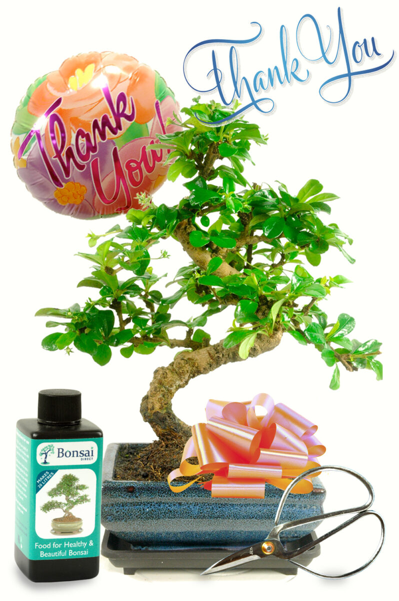 Exquisite Thank You Plant Gifts to show your appreciation