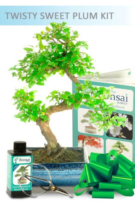 Twisty Sweet Plum Bonsai Kit in a Blue Pot