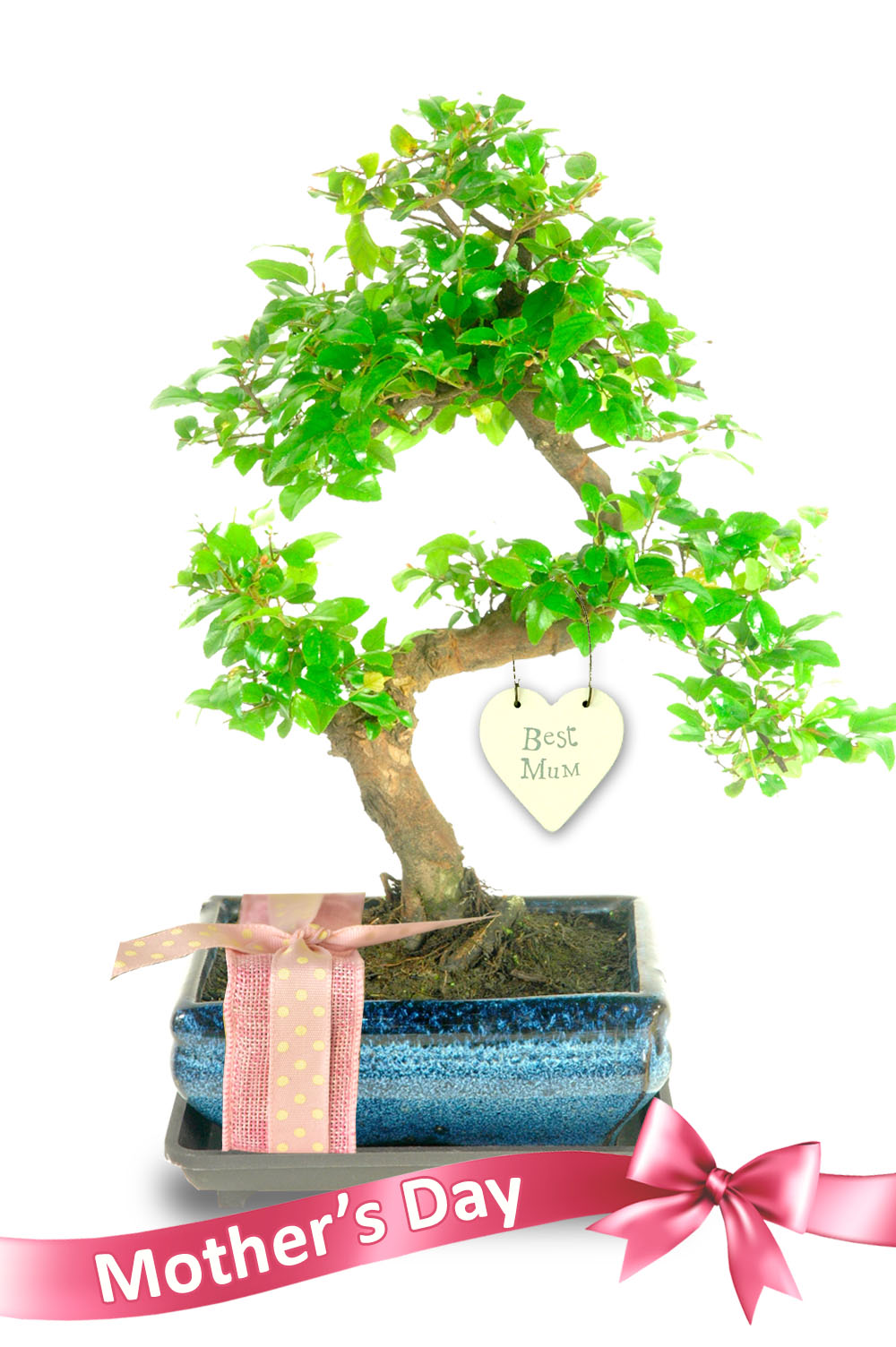 Twisty Sweet Plum Mothers Day Bonsai Tree Gift