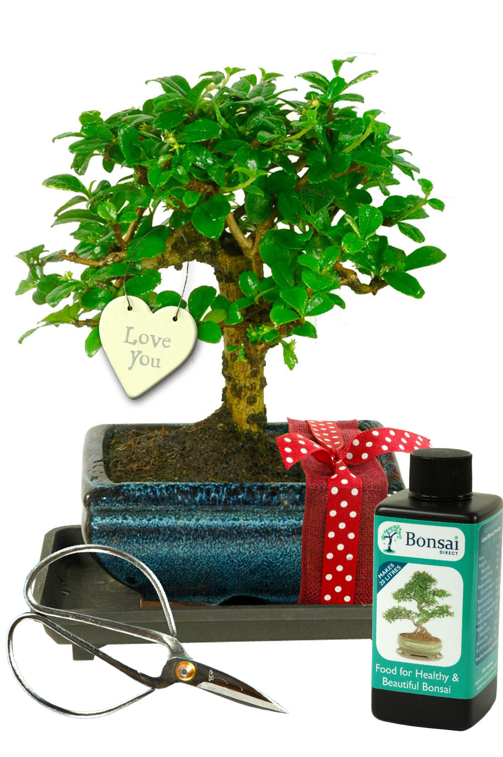 Stunning Orchard Style Flowering Indoor Bonsai Valentine's Gift