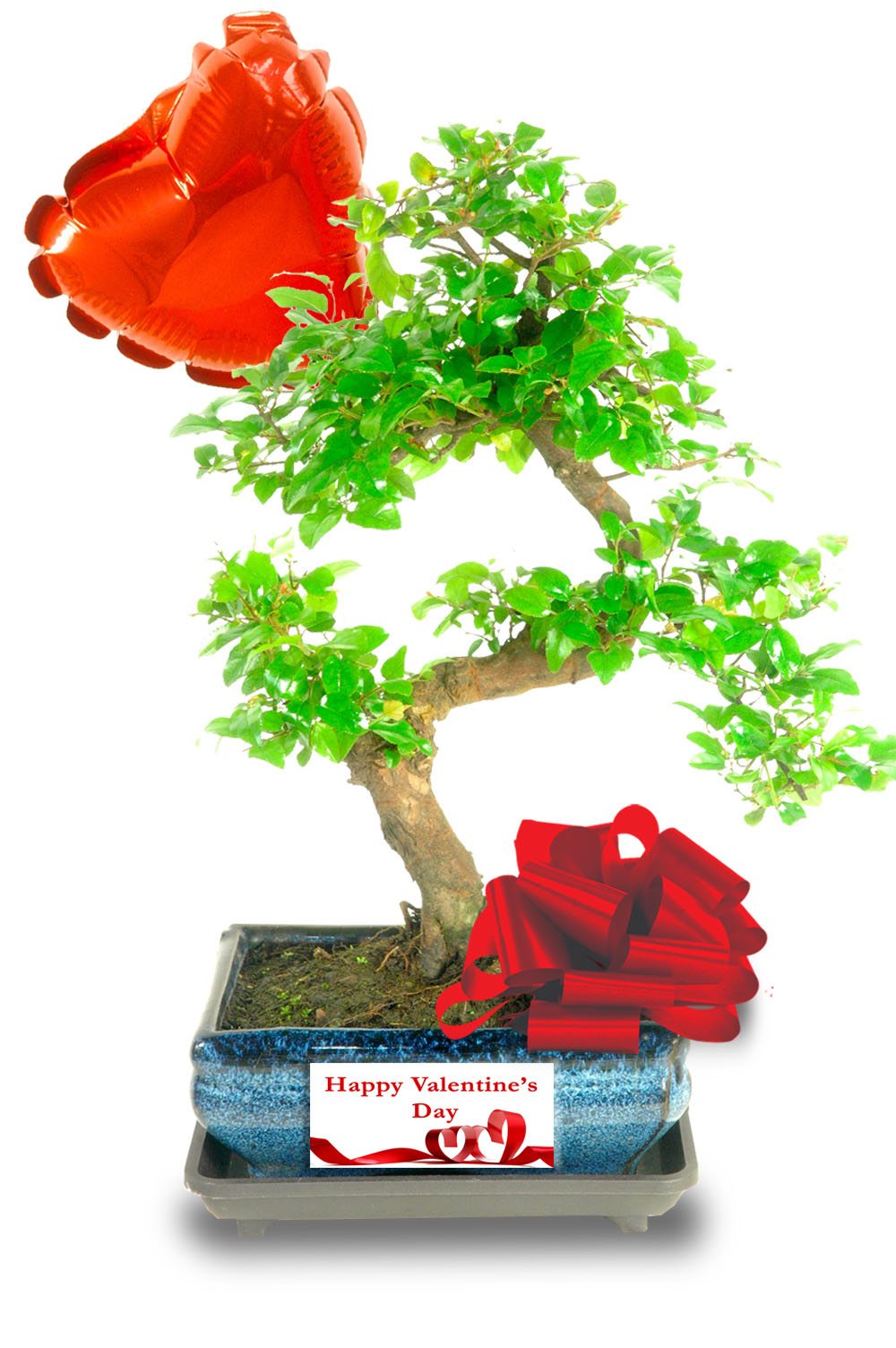 Happy Valentine's Day Indoor Bonsai