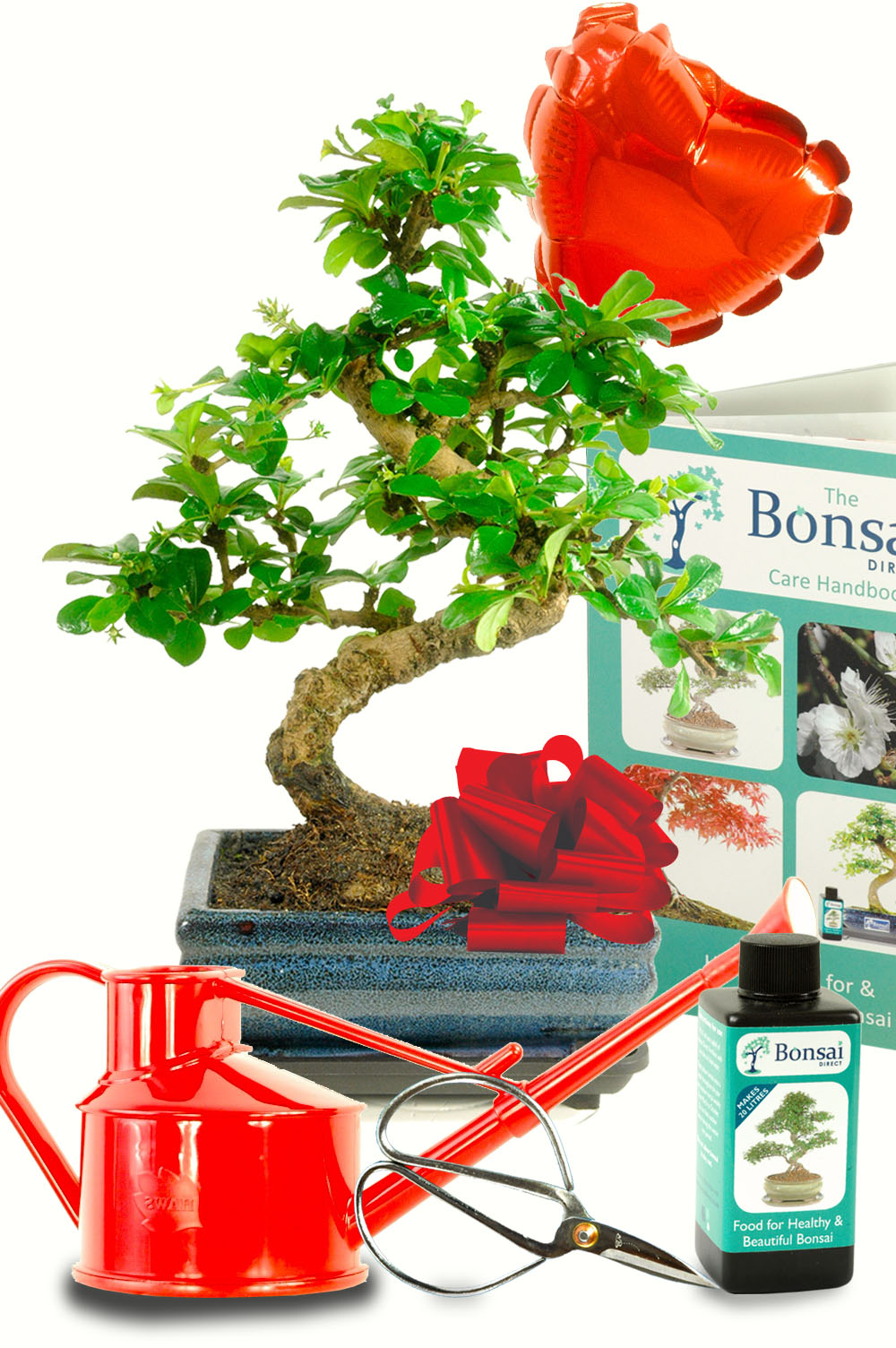 Valentines Day bonsai gifts for sale give your loved one a tree