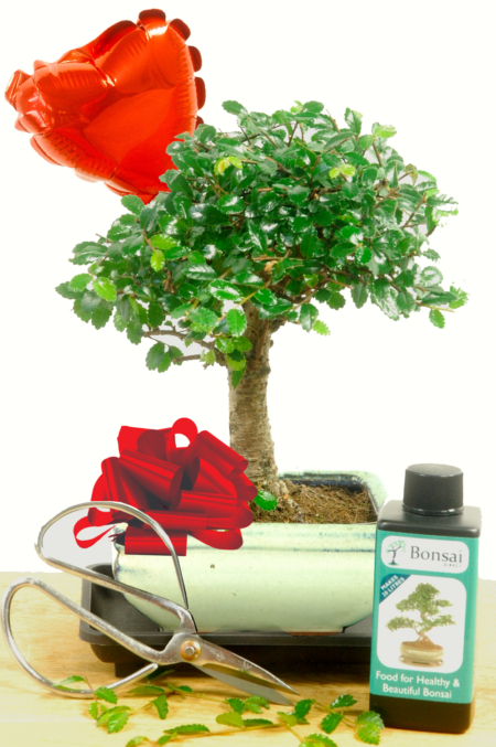 Chinese Elm Valentines baby bonsai kit