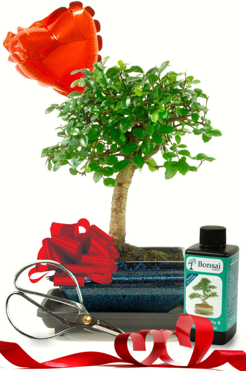Beginners Baby Bonsai Set Valentine's Day Present for Him