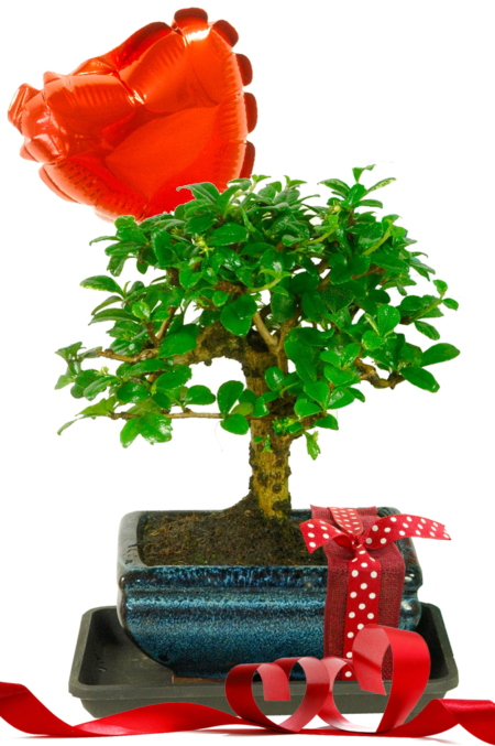 Valentines Flowering Bonsai Tree- Orchard Style