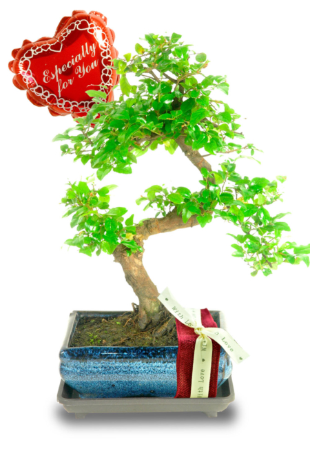 beautiful twisty sweet plum valentines bonsai for sale