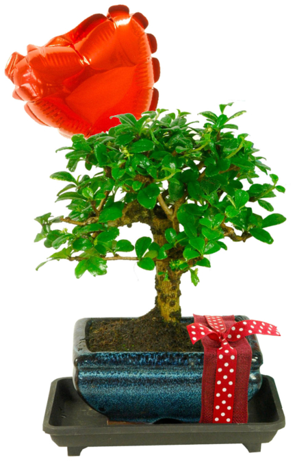 Broom style baby valentines gift for sale