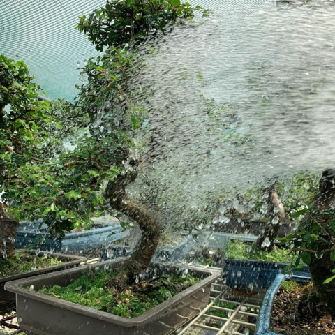 How to water a Bonsai tree