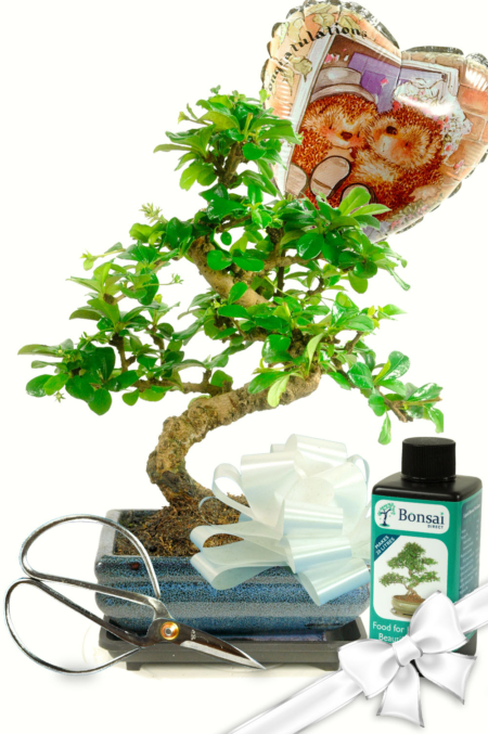 Wedding Congratulations Bonsai Gift Set