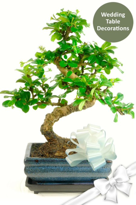 Wedding Table Centre Pieces - 10 bonsai supplied