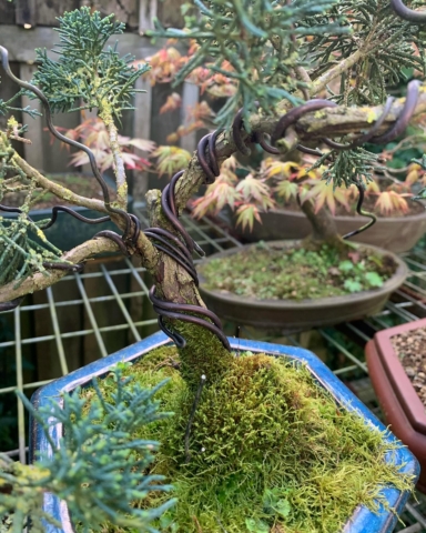 Wiring Bonsai trees
