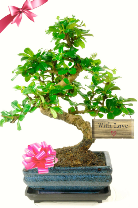 Beautiful with love bonsai flowering gift set