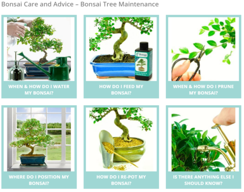 Bonsai care & maintenance