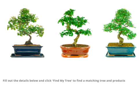 Choose your bonsai tree