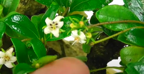 Fukien Tea Tree flowering bonsai tree