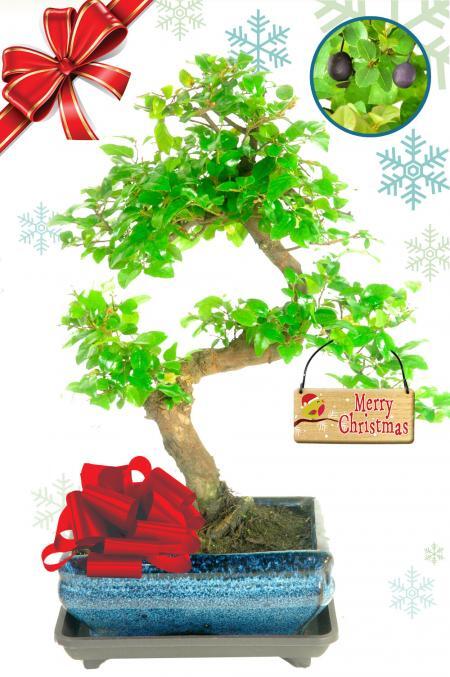 Fabulous Fruiting Christmas Best Buy Bonsai - Highly recommended