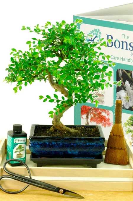 Best Bonsai | Awesome Indoor Indoor Tree Pruning & Styling Kit - Incredible Bonsai Bundle.