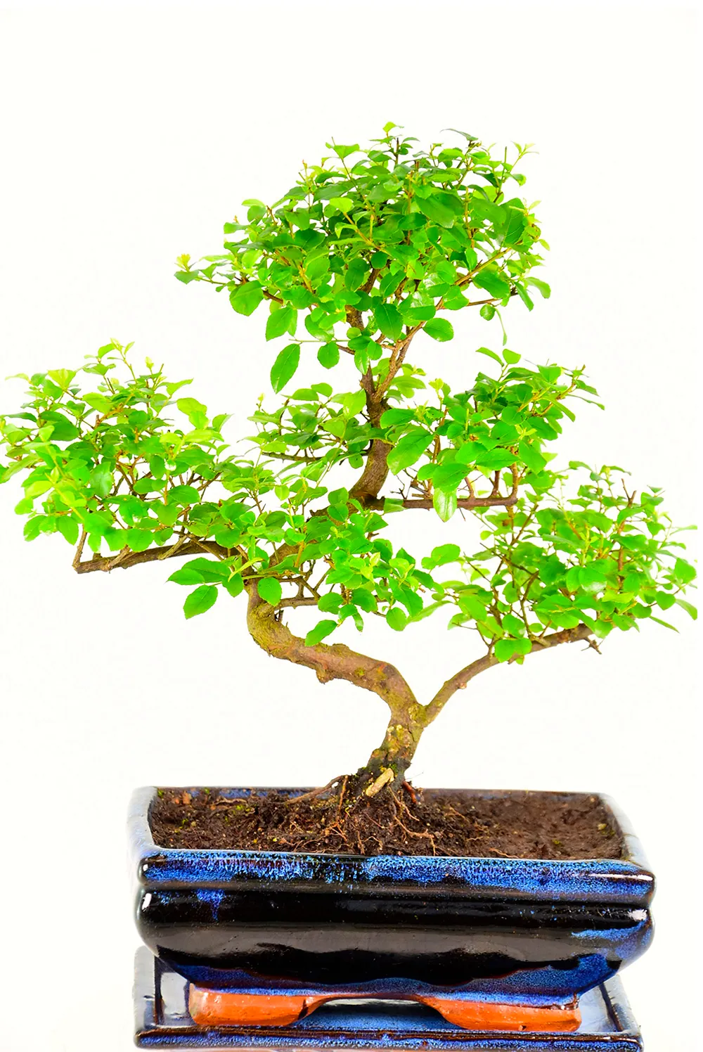 Medium Sageretia Bonsai Tree for Indoors