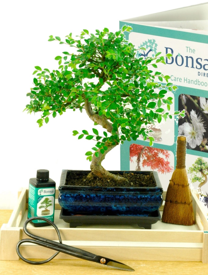 Best Bonsai Fabulous Indoor Bonsai Tree Pruning & Styling Kit