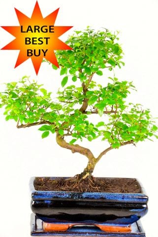 Beginners Larger Sized Sweet Plum Indoor Bonsai Tree