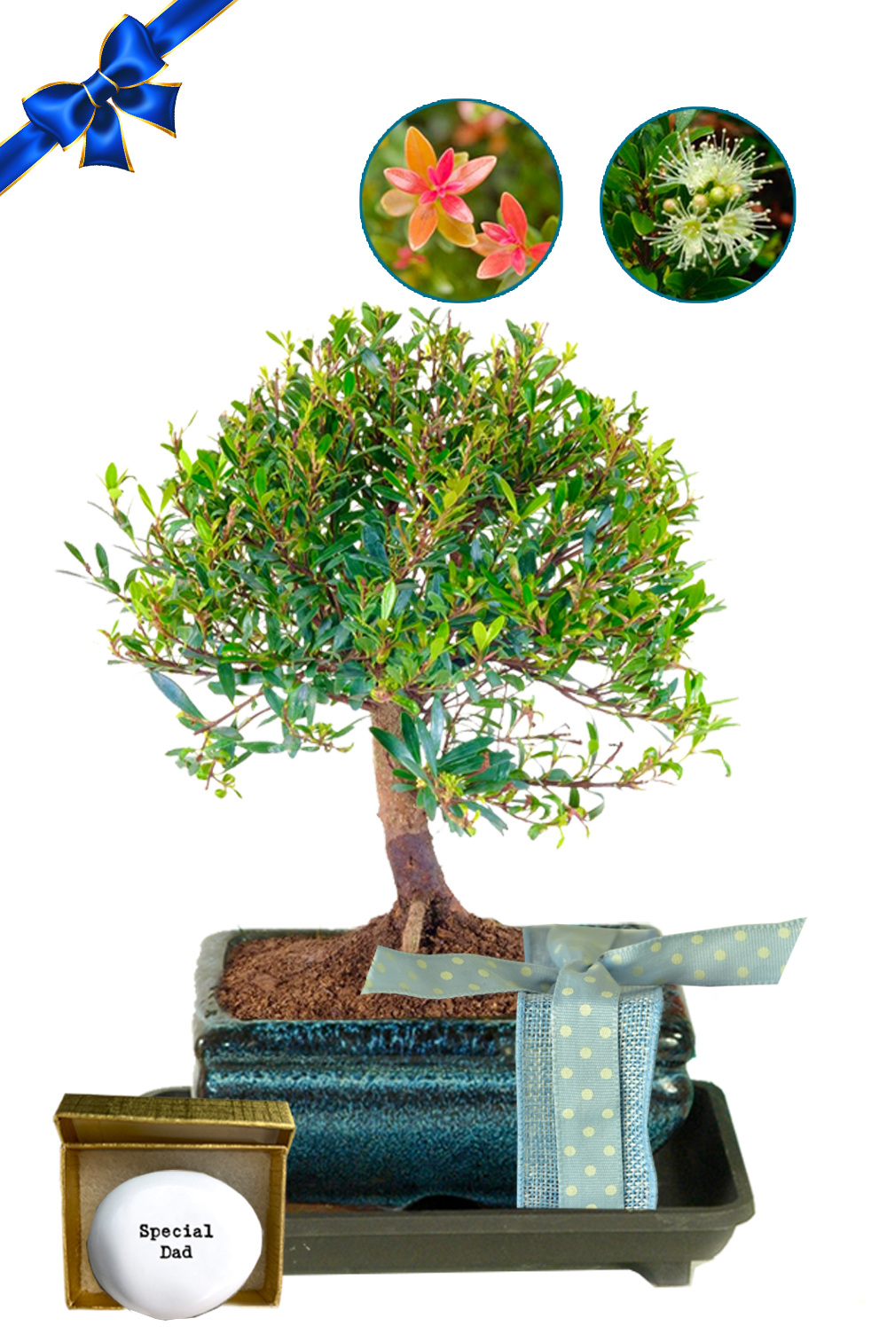 Fruiting & Flowering Father's Day Bonsai - Perfectly Presented & Best Gifts for Dad