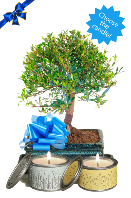 Fruiting & Flowering Father's Day Gift | Choose your candle!